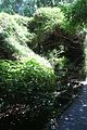 154 - Butchard Gardens  - IMG_1716